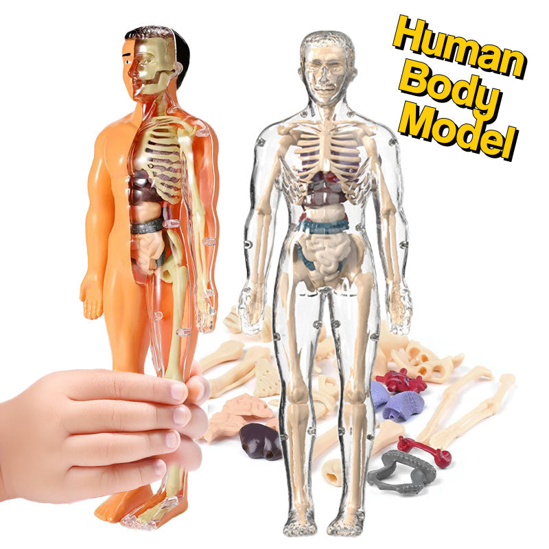 Little Anatomy Learner Set