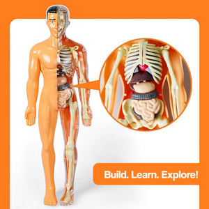 Little Anatomy Learner Set